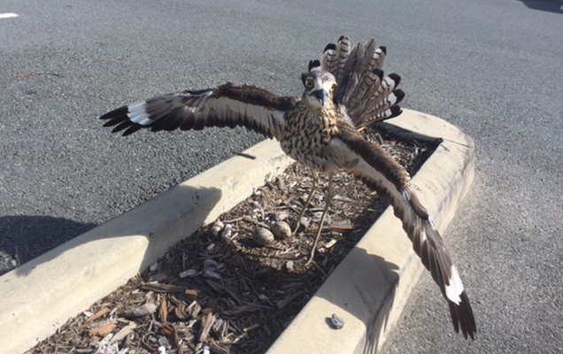 Curlew nesting in car park